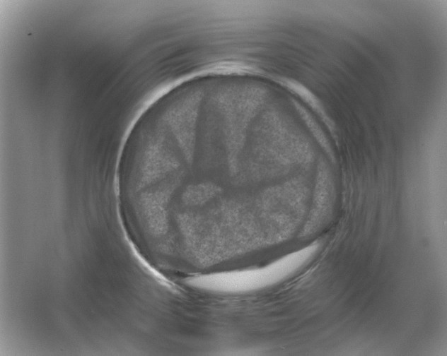 X0000065981335200603311855