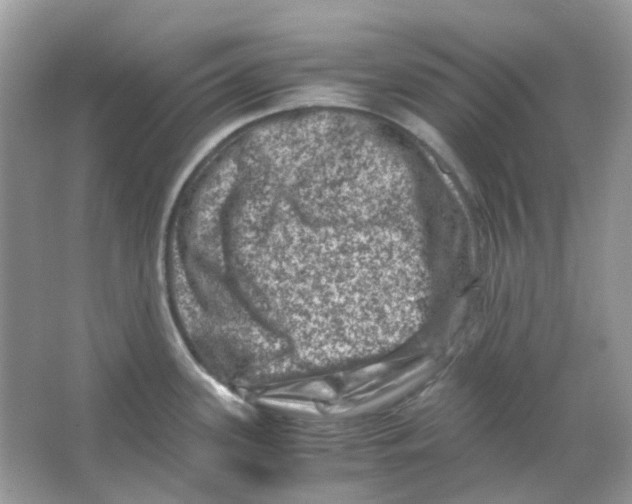 X0000065981339200603311855