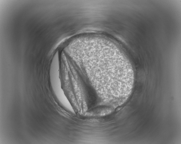 X0000065981355200603311854