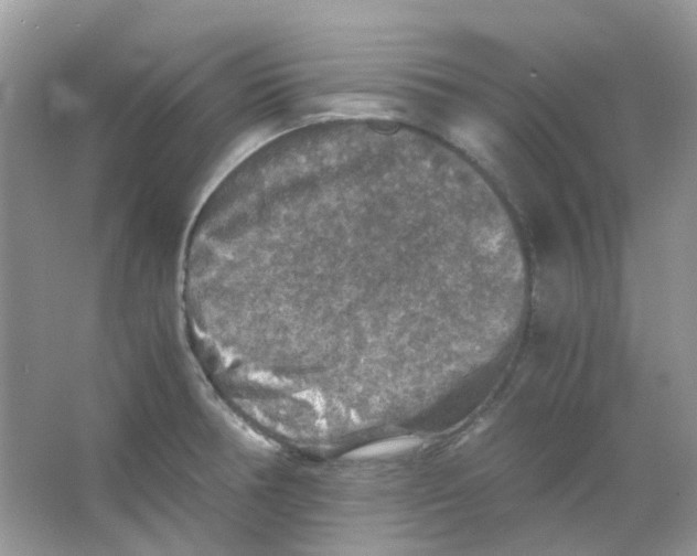 X0000065981378200603311853