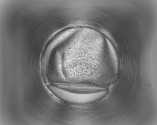 X0000065981388200603311853