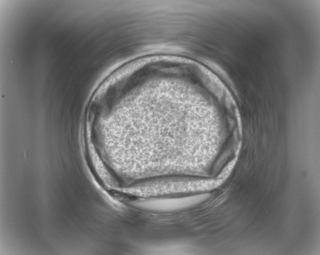 X0000065981391200603311853