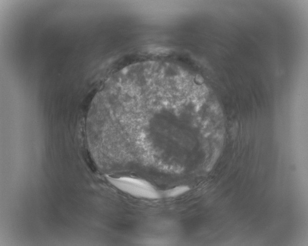 X0000065981397200603311852