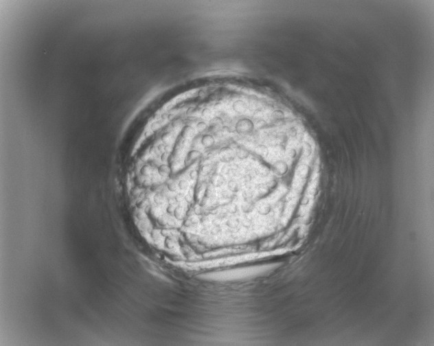 X0000065981400200603311852