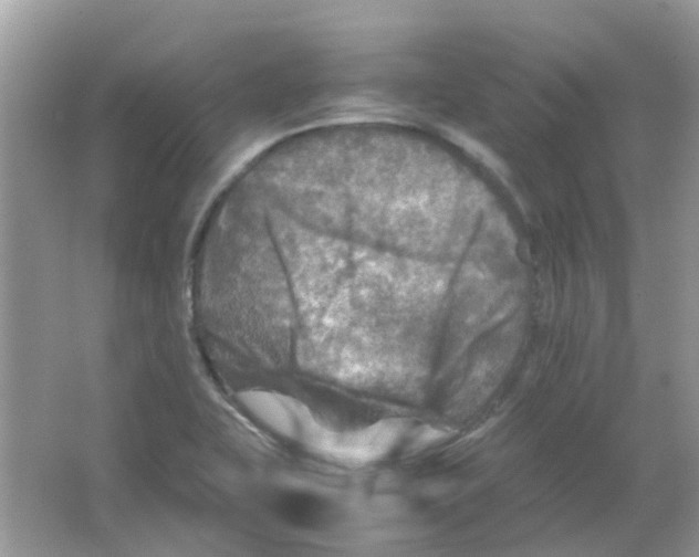 X0000065981415200603311853