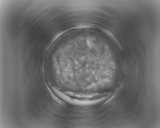 X0000065981417200603311853