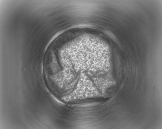 X0000065981420200603311853