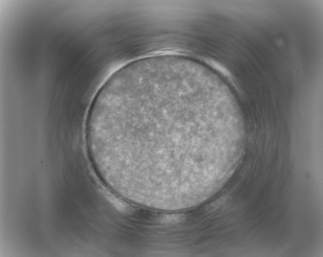 X0000065981423200603311853