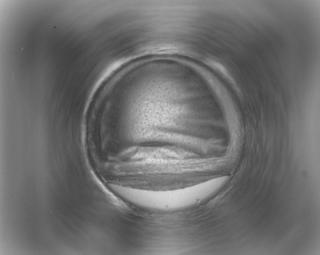 X0000065981424200603311853