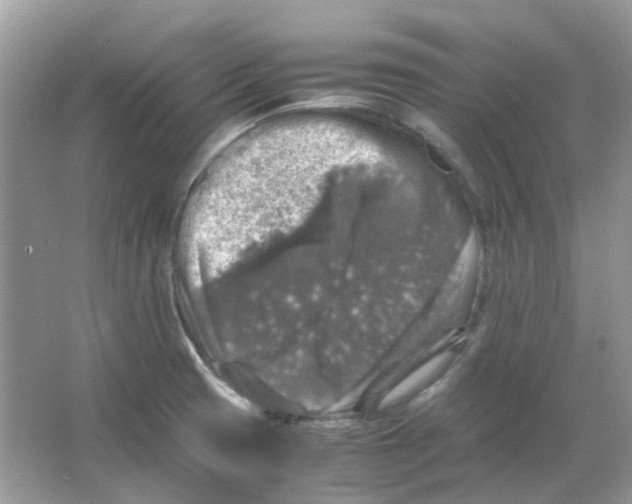 X0000065981425200603311853