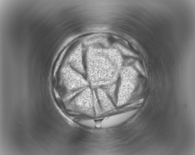 X0000065981432200603311853