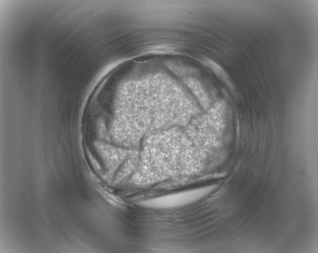 X0000065981435200603311853