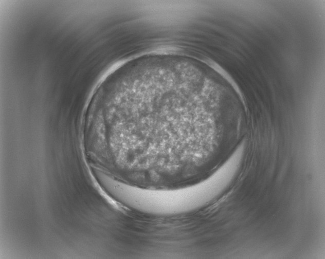 X0000065981437200603311853