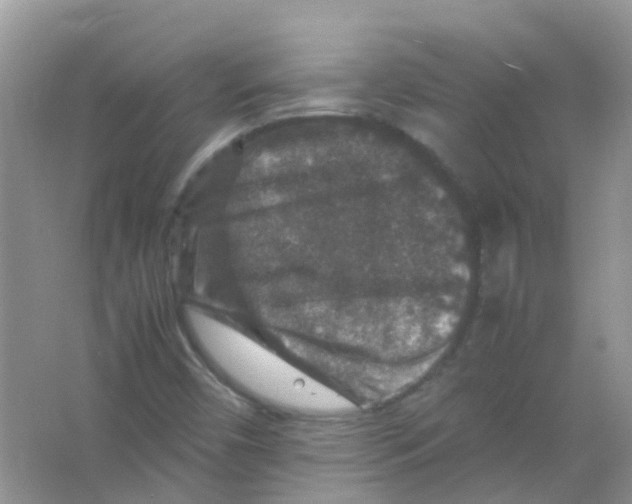 X0000065981450200603311852