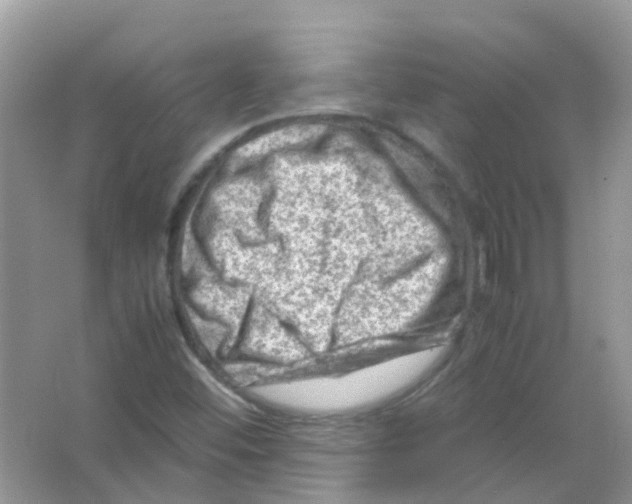 X0000065981452200603311852