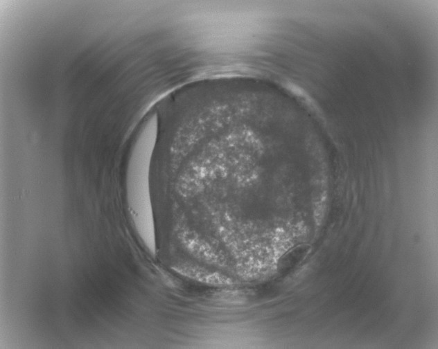 X0000065981457200603311852