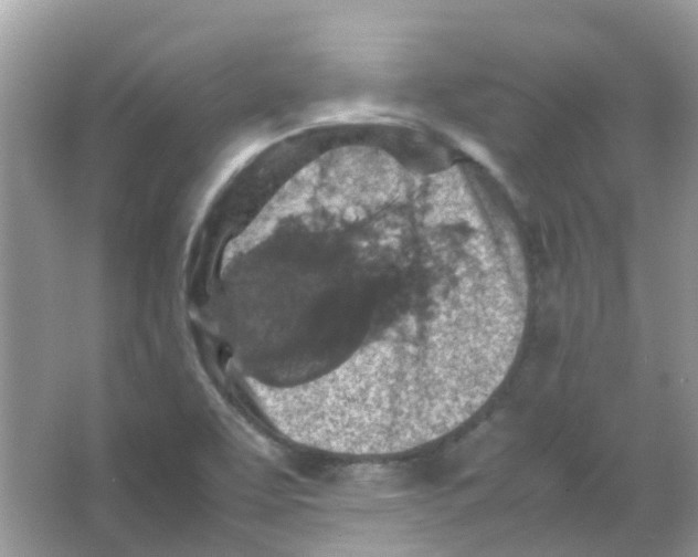 X0000065981463200603311852