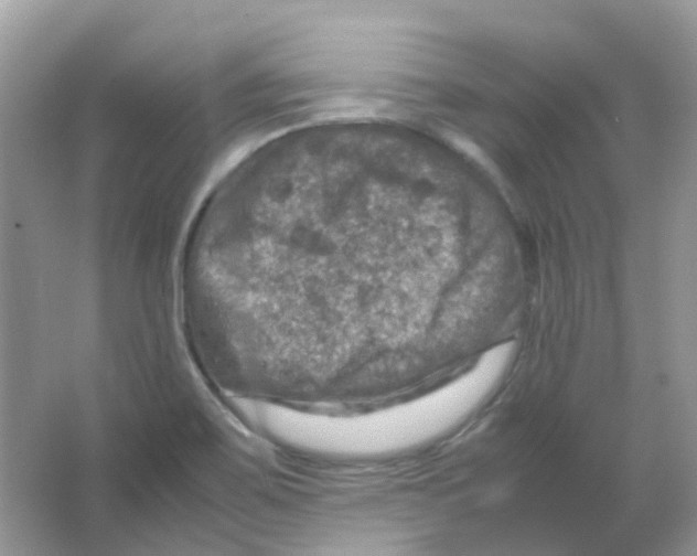 X0000065981467200603311852