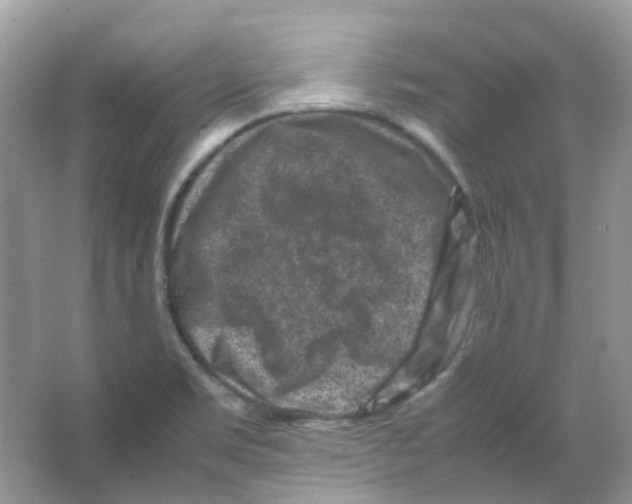 X0000065981469200603311852