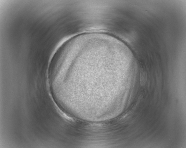 X0000065981470200603311852