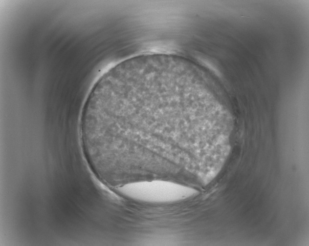 X0000065981471200603311852