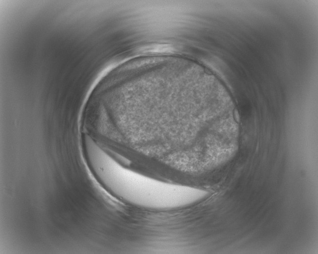 X0000065981475200603311852