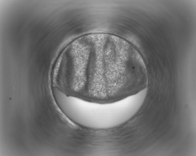 X0000065981480200603311852