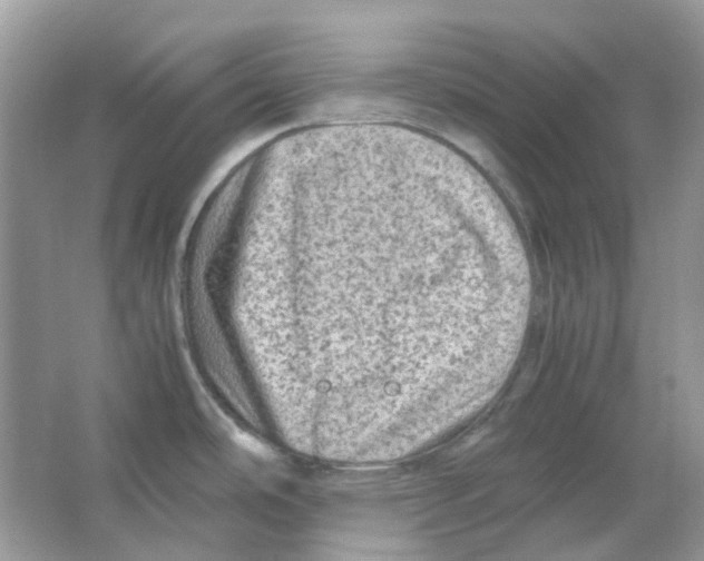 X0000065981486200603311852