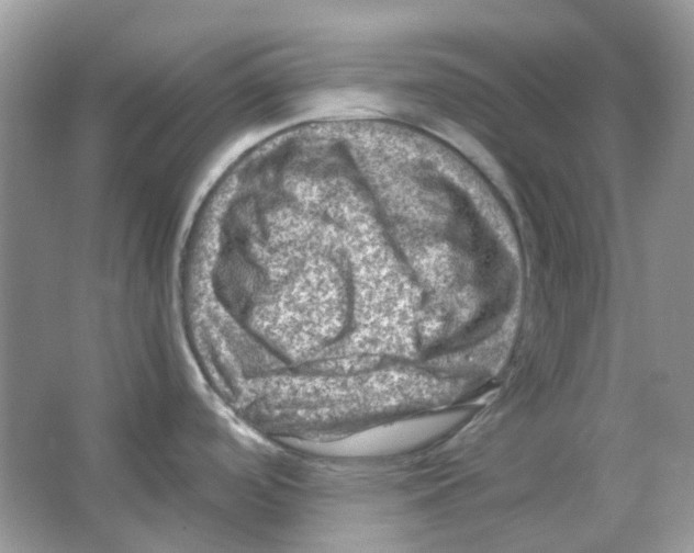 X0000065981488200603311851