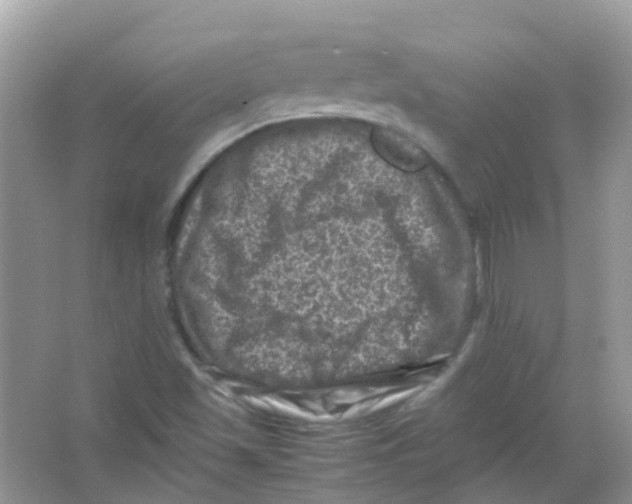 X0000065981501200603311851