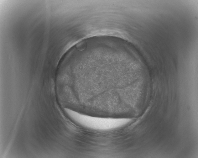 X0000065981505200603311851