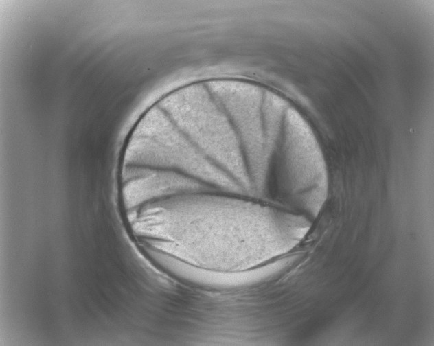 X0000065981512200603311851