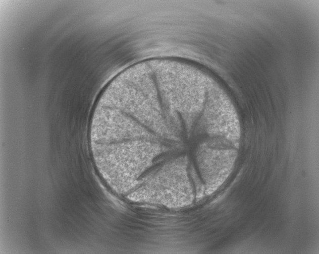 X0000065981513200603311851