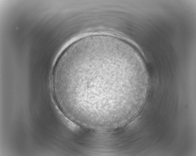 X0000065981514200603311851