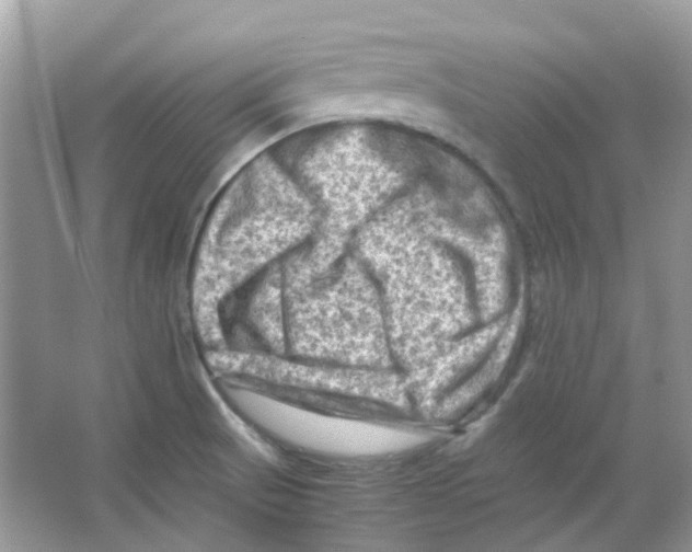 X0000065981521200603311851