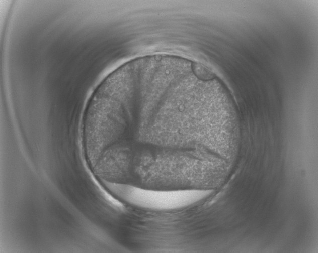 X0000065981525200603311851