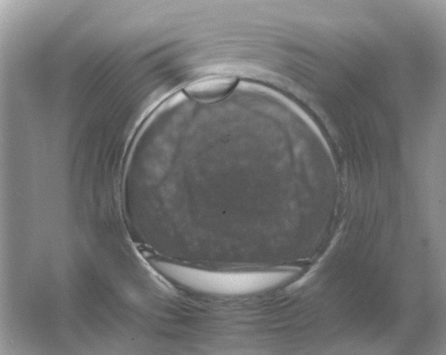 X0000065981529200603311851