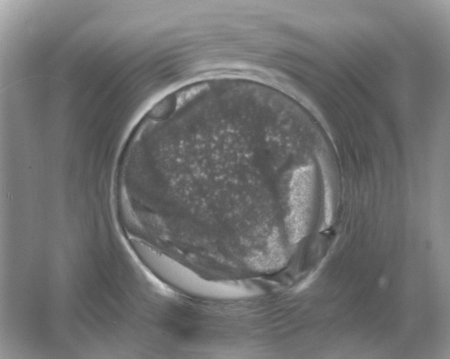 X0000065981533200603311851