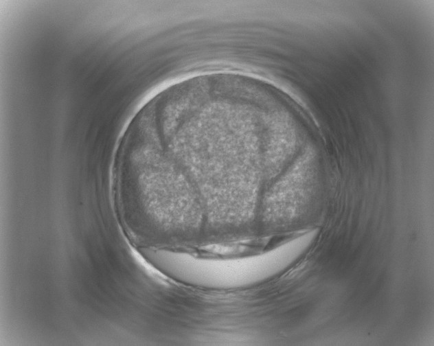 X0000065981535200603311851