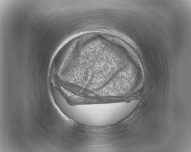 X0000065981536200603311851