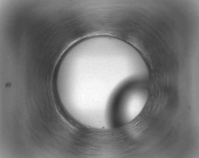 X0000065990156200603031011