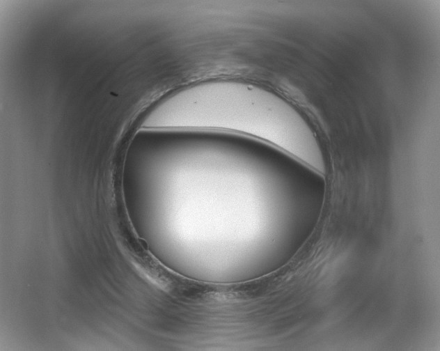 X0000065990250200603031009