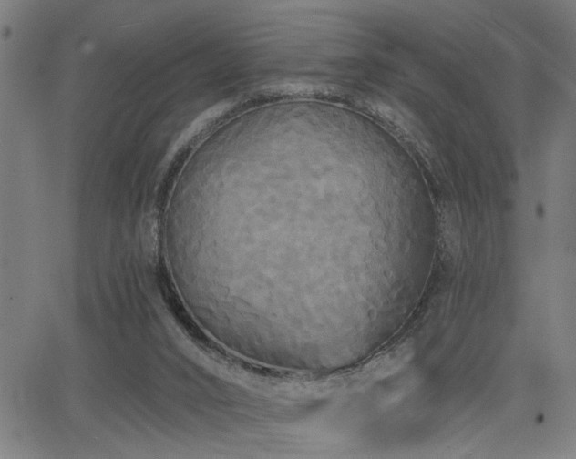 X0000065990016200603031207
