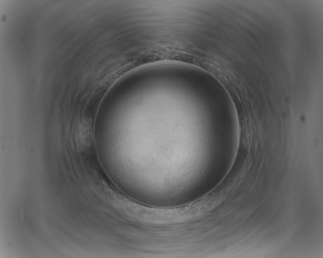 X0000065990034200603031207