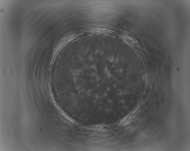 X0000065990049200603031206