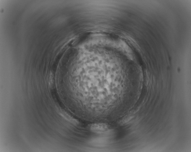 X0000065990077200603031206