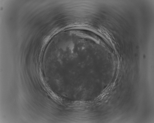 X0000065990145200603031204
