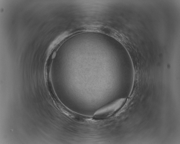 X0000065990294200603031202