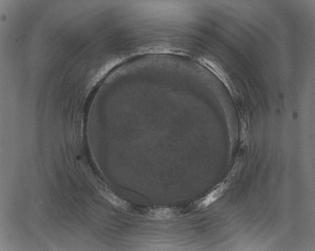 X0000065990301200603031202