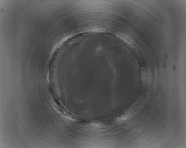 X0000065990302200603031202